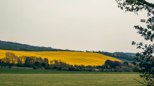 A pastoral landscape with a vibrant yellow rapeseed field under a cloudy sky, bordered by greenery and a glimpse of trees in the foreground