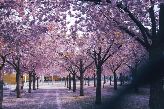 A serene alley lined with blooming cherry blossom trees, casting a soft pink hue over the scene