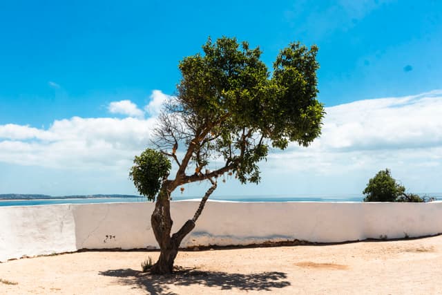 A solitary tree stands on sandy ground against a backdrop of a white wall, with a bright blue sky and scattered clouds above